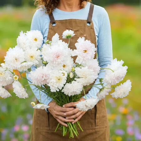 Snow Puff, Cosmo Seeds - Packet image number null